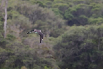 parasitic jaeger
