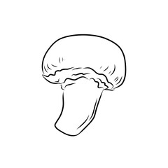Hand drawn vector illustration of isolated line art mushroom on white background, outline vegetable icons for your design, menu, mockup, educational coloring book for children, food ingredient