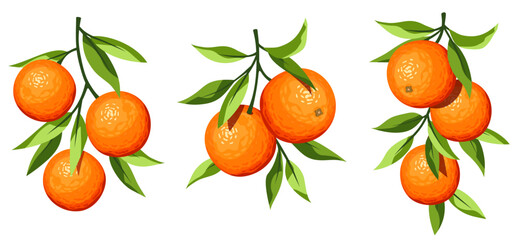 Citrus orange fruit branches isolated on a white background. Set of vector illustrations