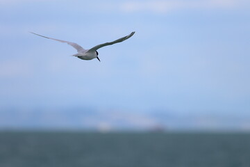 new zealand tern