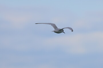 new zealand tern