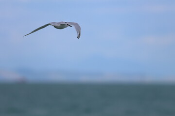 new zealand tern