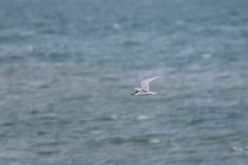 new zealand tern