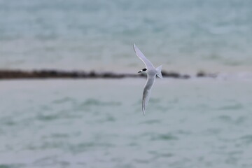 new zealand tern