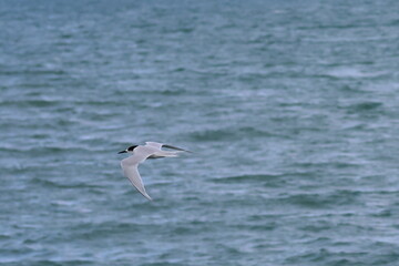 new zealand tern