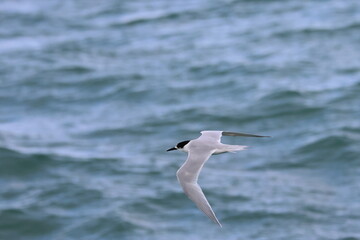 new zealand tern