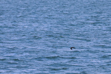 Naklejka premium parasitic jaeger
