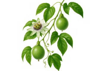 Passion fruit vine with vibrant green fruits and a blooming flower, isolated on a transparent background, showcasing natural beauty and growth