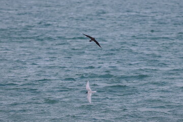 parasitic jaeger