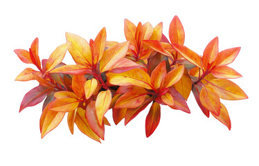 Radiant Leaves Nature's Palette of Red and Gold isolated on white or transparent background