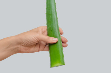 Green aloe vera leaf in hand. Antioxidants, organic healing. Alternative medicine, health benefits.