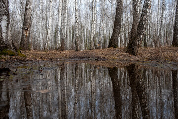 An autumn forest without leaves is reflected in a large puddle. birch trees and dry foliage
