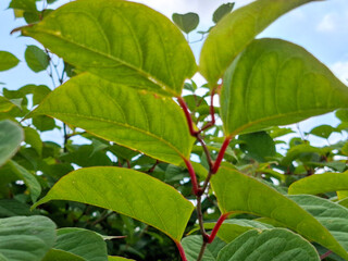 Japanese Knotweed as an invasive exotic along a bike path in Capelle aan den IJssel