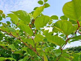Japanese Knotweed as an invasive exotic along a bike path in Capelle aan den IJssel