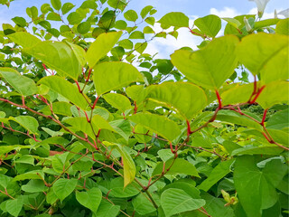 Japanese Knotweed as an invasive exotic along a bike path in Capelle aan den IJssel