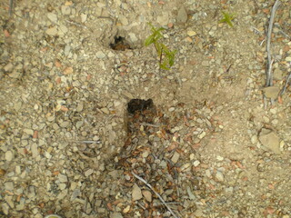 ants on the ground