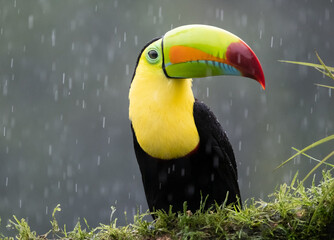 Beautiful Keel Billed Toucan