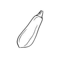 Hand drawn vector illustration of isolated line art zucchini on white background, outline vegetable icons for your design, menu, mockup, educational coloring book for children, food ingredient