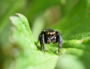 Close-up of a small jumping spider sitting on a leaf
