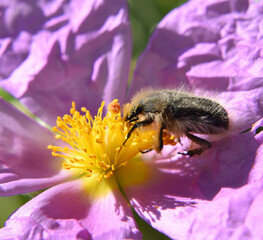 Closeup of the flower chafer (Tropinota squalida) on the flower of the grey-leaved cistus
