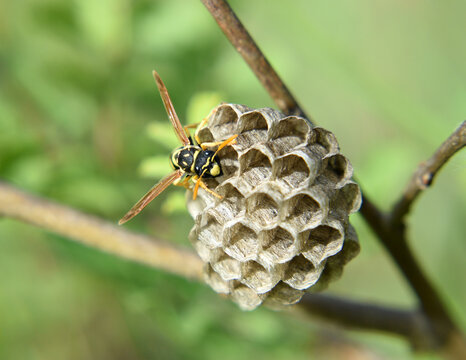 Close-up of a wasp on the paper nest
