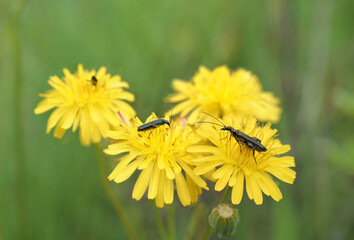 Close-up of two swollen-thighed beetles (Oedemera nobilis) sitting on the yellow flower