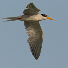 River Tern Sterna aurantia in flight Vulnerable on IUCN Red List of Threatened Birds. Sleek bird black cap yellow bill long wings Rivers lakes Dives for fish graceful flight