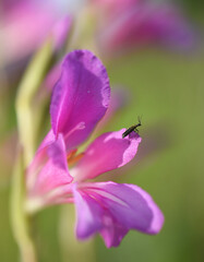 Close-up of a swollen-thighed beetle (Oedemera nobilis) sitting on the pink flower