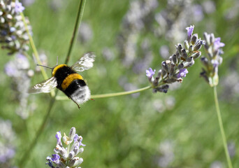 Close-up of a bumble bee flying away from lavender flowers