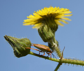Close-up of a shield bug sitting on the false dandelion