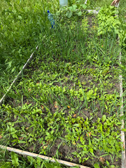 A raised bed with various crops. The bed is unweeded, many weeds growing.