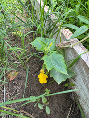 A raised bed with various crops. The bed is unweeded, many weeds growing. Blooming cucumber.