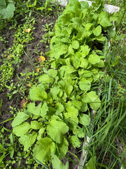 A raised bed with various crops. The bed is unweeded, many weeds growing.
