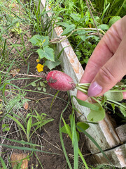 A woman works in a garden bed. Harvests radishes. Holds a bunch of harvested radishes in her hand. Close-up.