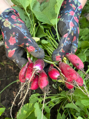 A woman works in a garden bed. Harvests radishes. Holds a bunch of harvested radishes in her hand. Close-up.