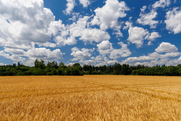 Golden wheat field under vibrant blue sky with fluffy white clouds and green forest in the background. Peaceful rural landscape during harvest season, symbolizing agriculture and nature