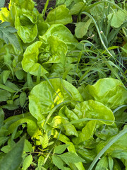 A raised bed with various crops. The bed is unweeded, many weeds growing.