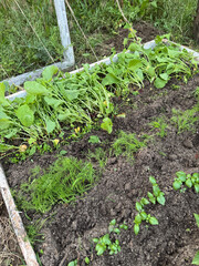 A raised bed with various crops. The bed is weeded, weeds removed.