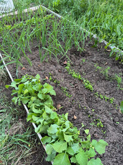 A raised bed with various crops. The bed is weeded, weeds removed.