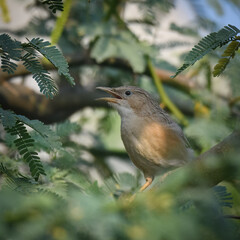 Common Babbler Argya caudata

Small, sociable bird. Brownish plumage, long tail. Scrublands, dry forests. Eats in groups for insects, seeds, making loud calls. Afghan Babbler a separate species now