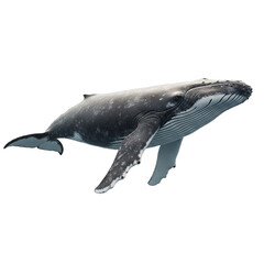 Humpback Whale Majestic Ocean Mammal in Detailed View