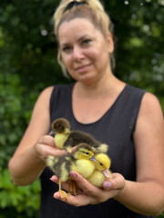 A woman holds several ducklings in one hand. Holds one in her other hand and shows it to the...