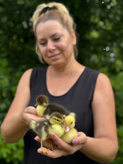 A woman holds several ducklings in one hand. Holds one in her other hand and shows it to the...