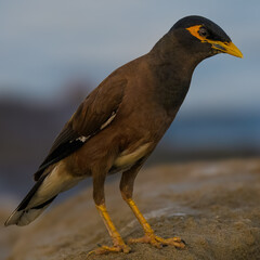 Common Myna Acridotheres tristis native Pakistani bird urban adaptable species brown plumage yellow beak vocal mimic South Asia wildlife birding photography nature