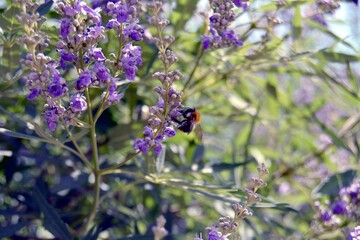bee on lavender flower