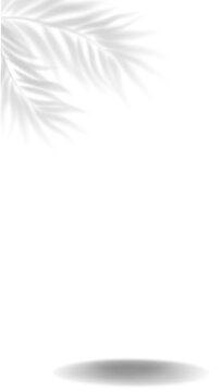 Beige Feminime Modern Shadow Background.png