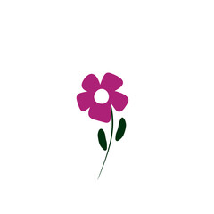 pink flower on white background