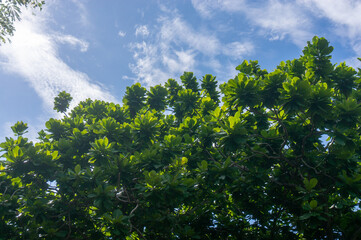 A branch on the background of a blue sky with white clouds.