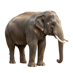 Obraz premium Majestic Asian Elephant Powerful Wildlife Photography