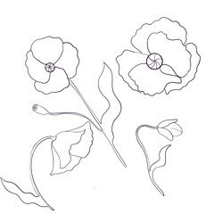 Minimalist line art of poppy flowers in various stages of bloom, drawn in elegant black outlines on a white background. Perfect for coloring pages, tattoos, or botanical illustrations.